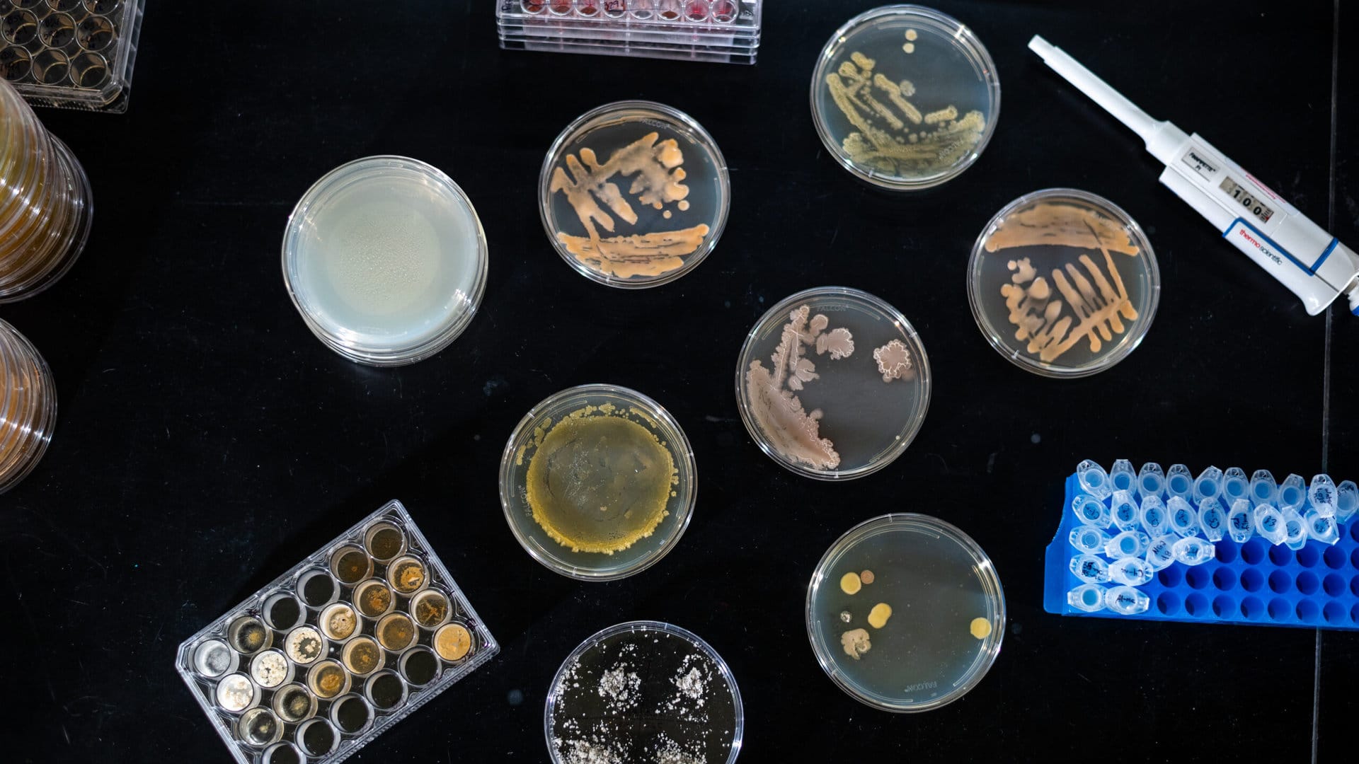 Placas de Petri com culturas bacterianas usadas no processo Zymecrete